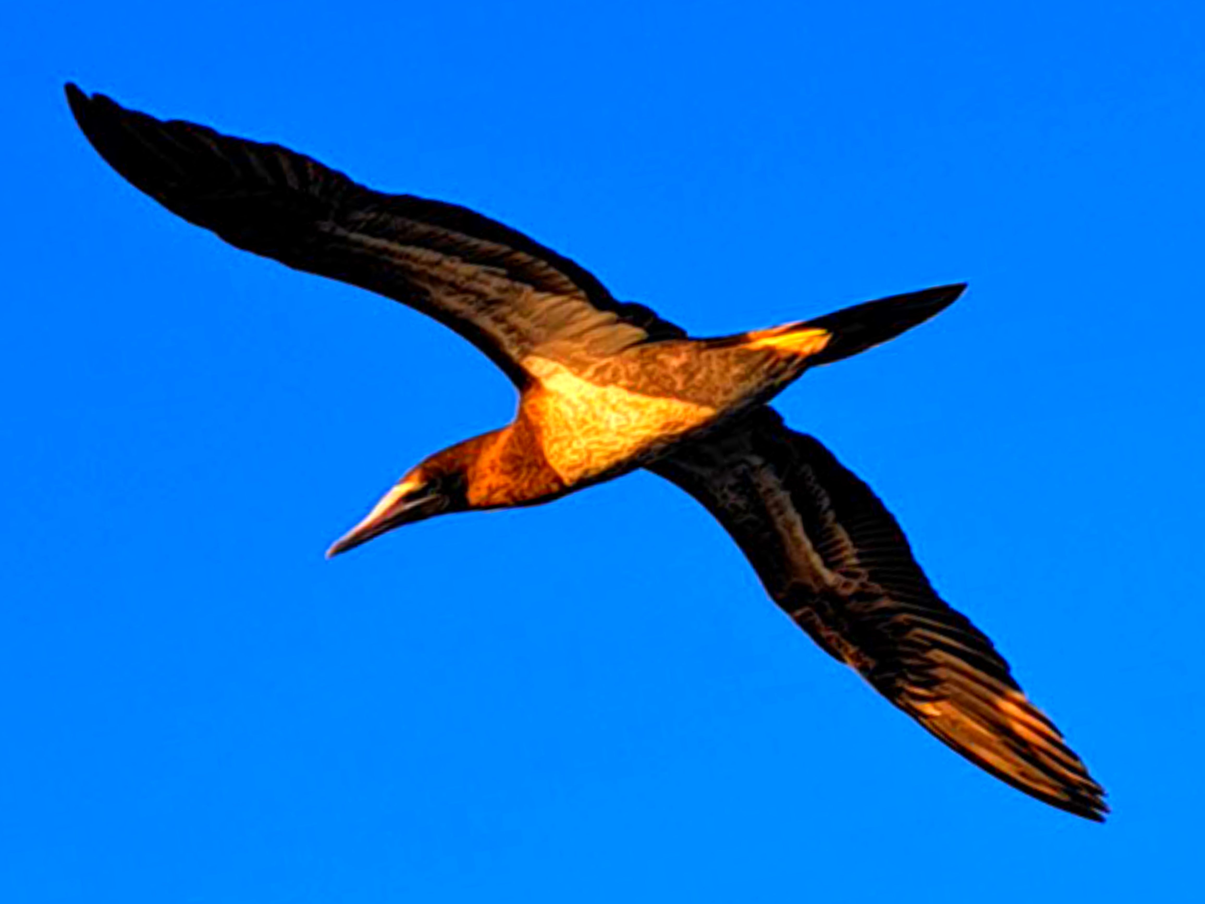 Landscape Canvas Print - with Hooks Bird Flying Landscape Print with Hooks